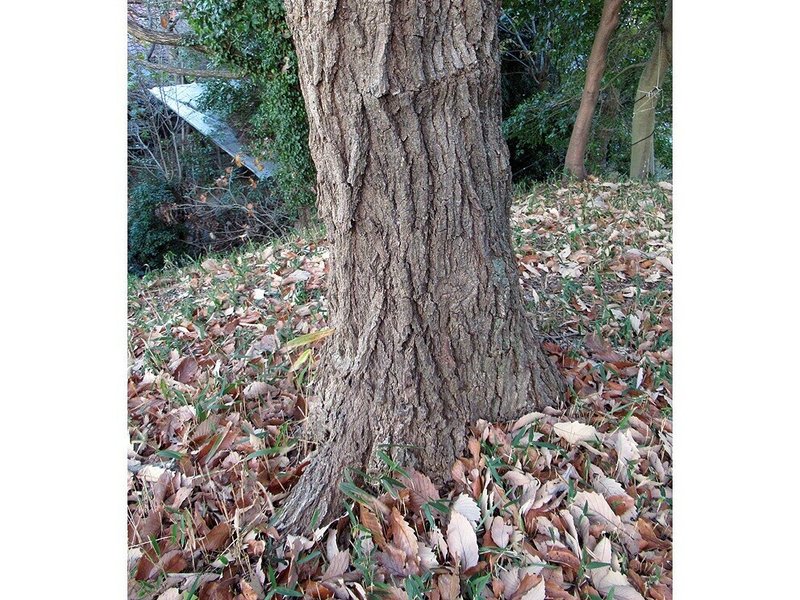 4アベマキ樹皮