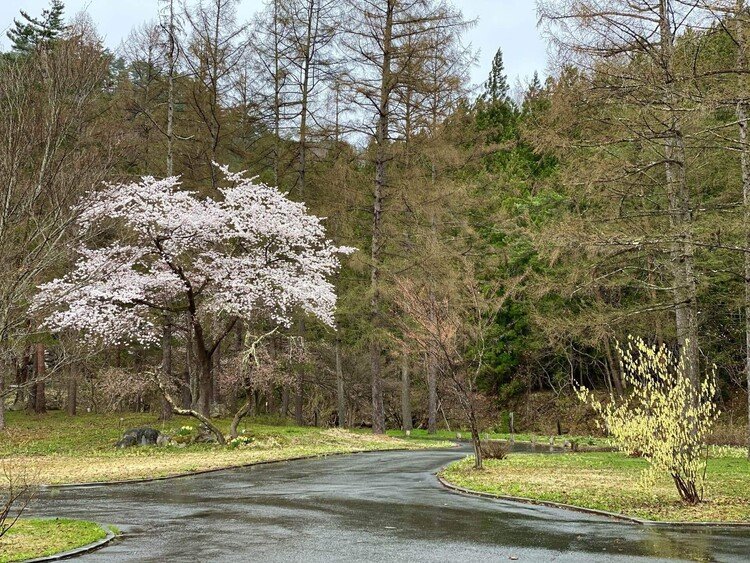 すみれの玄関から見える山桜が満開です。南側のソメイヨシノも咲いてきました🌸雨の米沢ですが雨もしっとりとした落ち着いた雰囲気があって好き😊満室の日曜日。本日のゲストはあと3組で全組チェックイン♪夕暮れ前に温泉入れたらいいのになぁ〜♨️まずは無事にご到着となりますように♡ #時の宿すみれ
