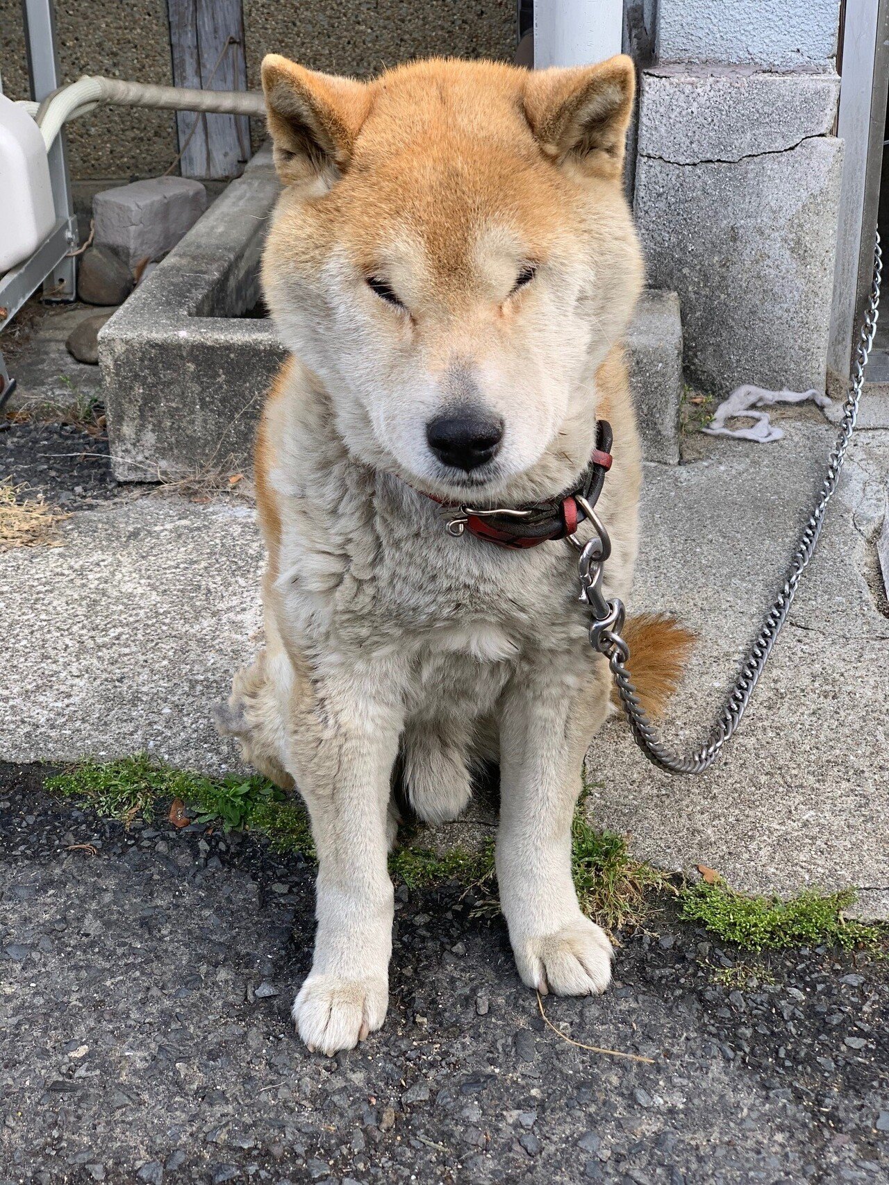 新品同様 柴犬ラッキー様 マットレス Www Hcdcoronelsuarez Gob Ar