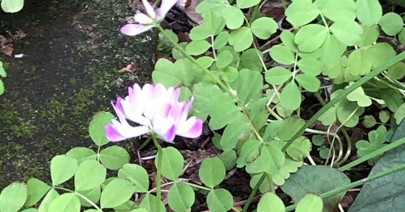 春の野の花 の新着タグ記事一覧 Note つくる つながる とどける