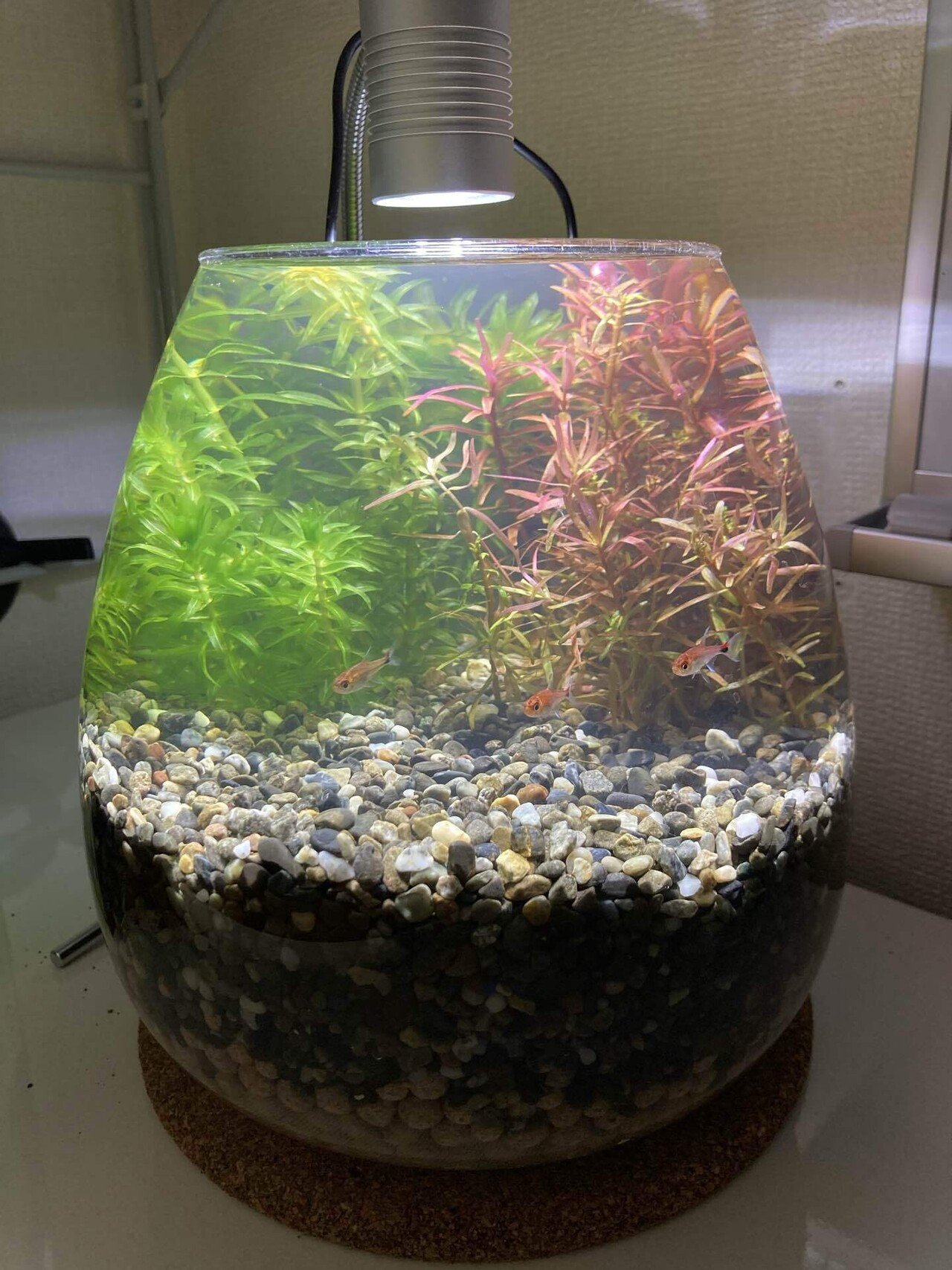 ボトルアクアリウムを始めました 森 悠太 Team Pelicans Note ボトルアクアリウムを始めました 森 悠太 Team Pelicans Note