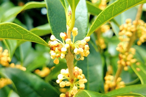 金木犀の花言葉は謙虚気高い人 の新着タグ記事一覧 Note つくる つながる とどける 金木犀の花言葉は謙虚気高い人 の新着タグ記事一覧 Note つくる つながる とどける