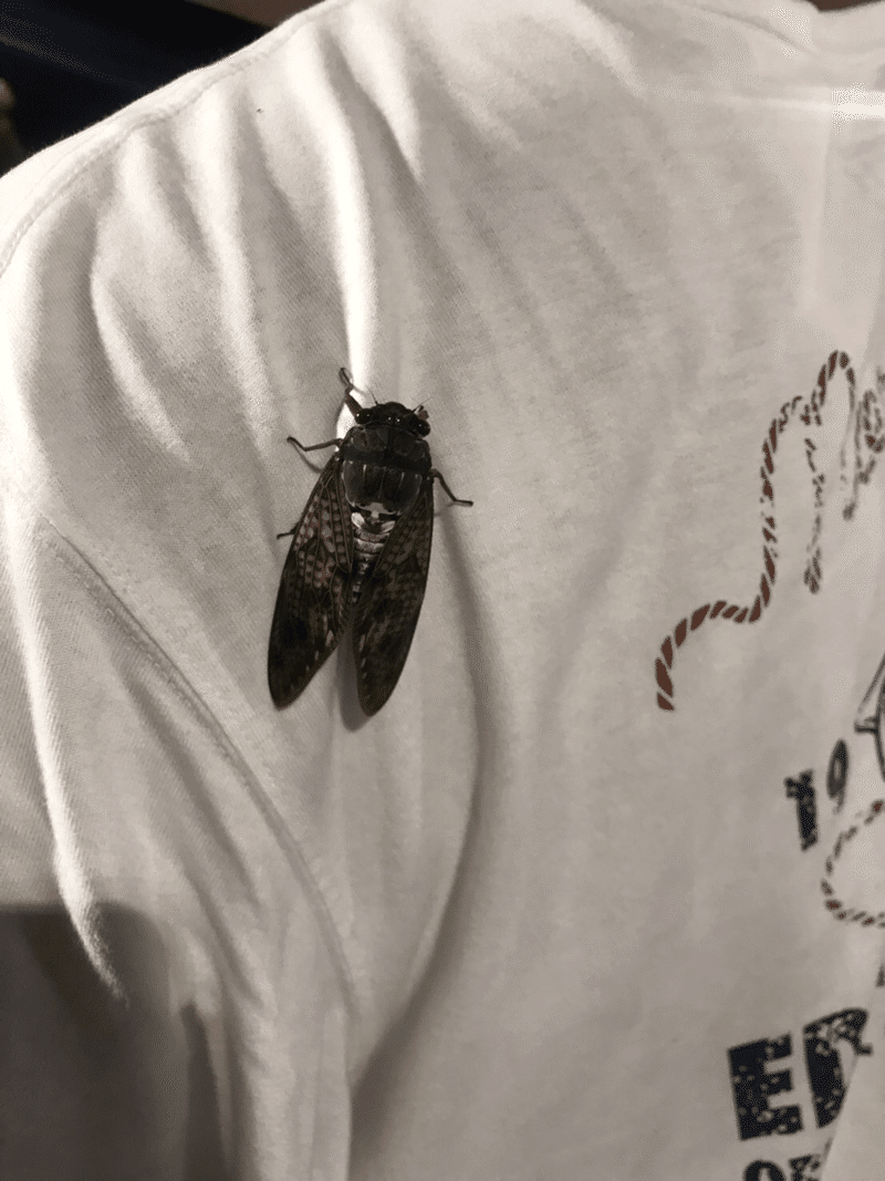 いいハンターってやつは動物に好かれちまうんだ せきのはるく Note いいハンターってやつは動物に好かれちまうんだ せきのはるく Note