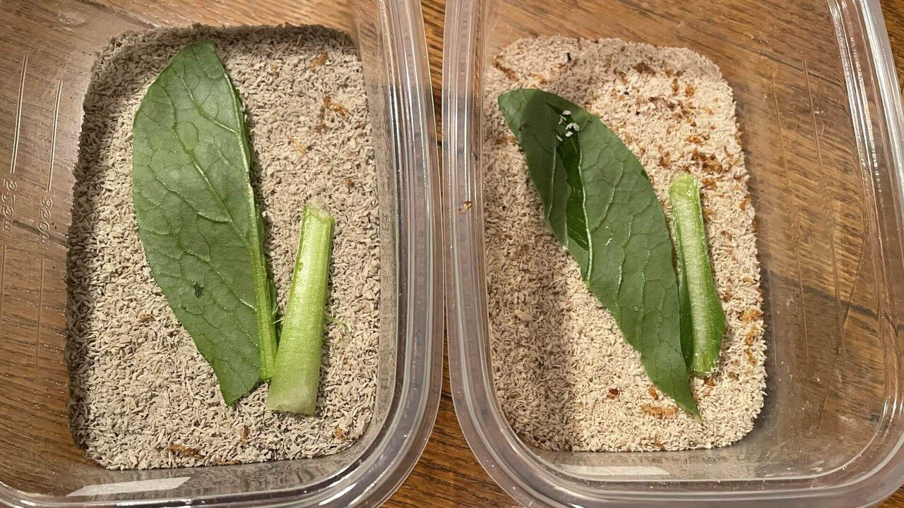 ミルワーム飼育 4 18 Day175 チンゲンサイと野菜の端材炒め ミルワーム飼育日記 Note