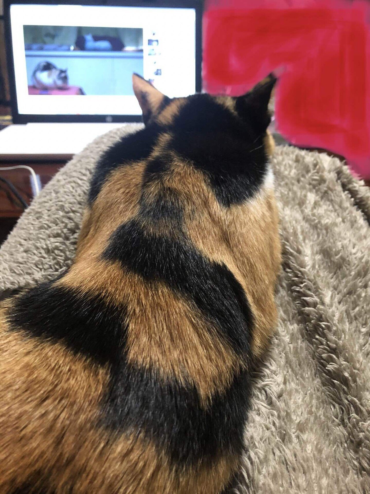 飼い主の膝の上で寝そべりながら動画鑑賞する猫 猫様とごはん Note 飼い主の膝の上で寝そべりながら動画鑑賞する猫 猫様とごはん Note