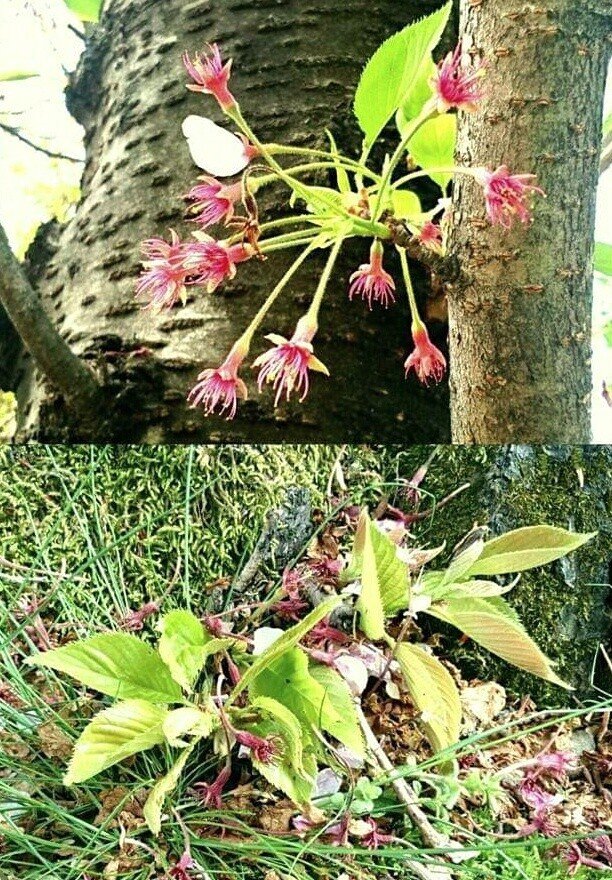 桜しべ Green Note 桜しべ Green Note
