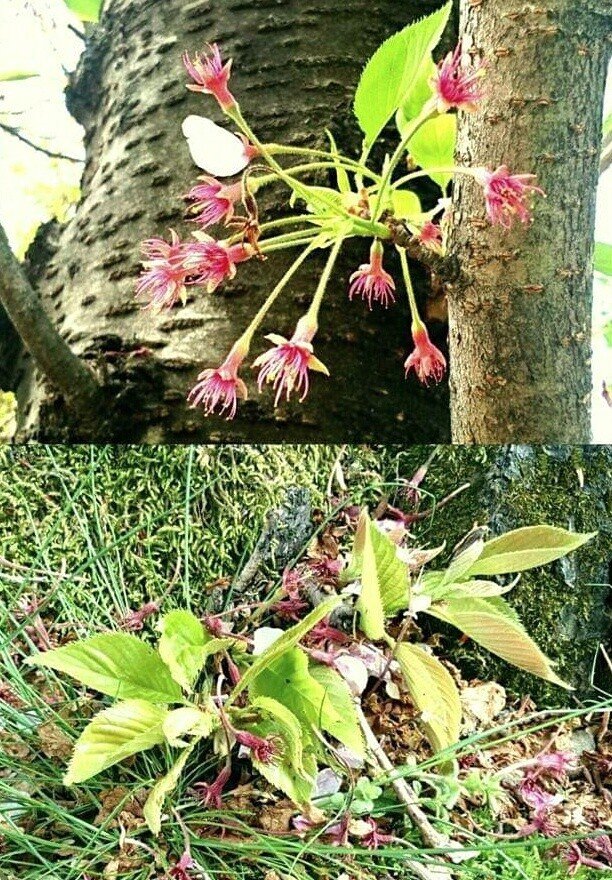 桜しべ Green Note