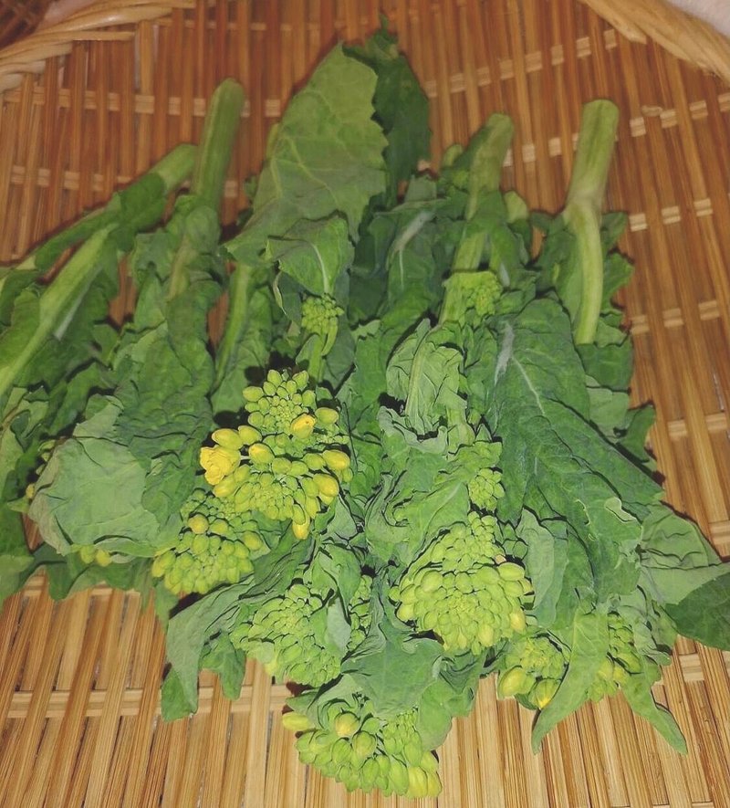 とれたの春物野菜入荷中 まちづくり ビジネス サークル Pro K プロック Note