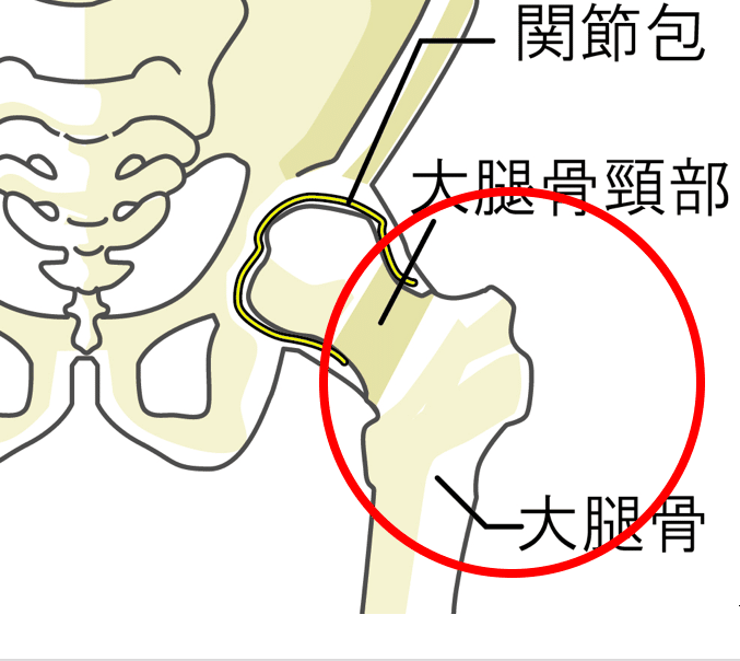 大転子の触診方法 加藤淳 Note