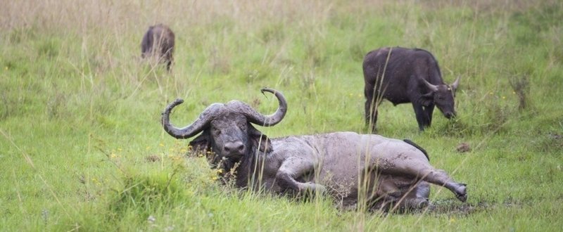 農業コンサルタントとして、アフリカ大陸三カ国目のプロジェクトが10月から始まります。