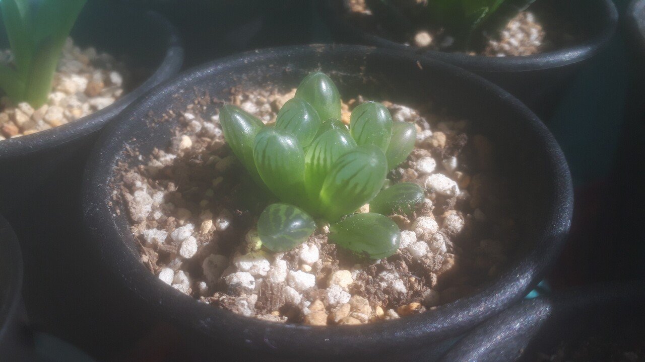 動物と植物 生き物としての彼らに違いはあるのでしょうか タヌ Note 動物と植物 生き物としての彼らに違いはあるのでしょうか タヌ Note