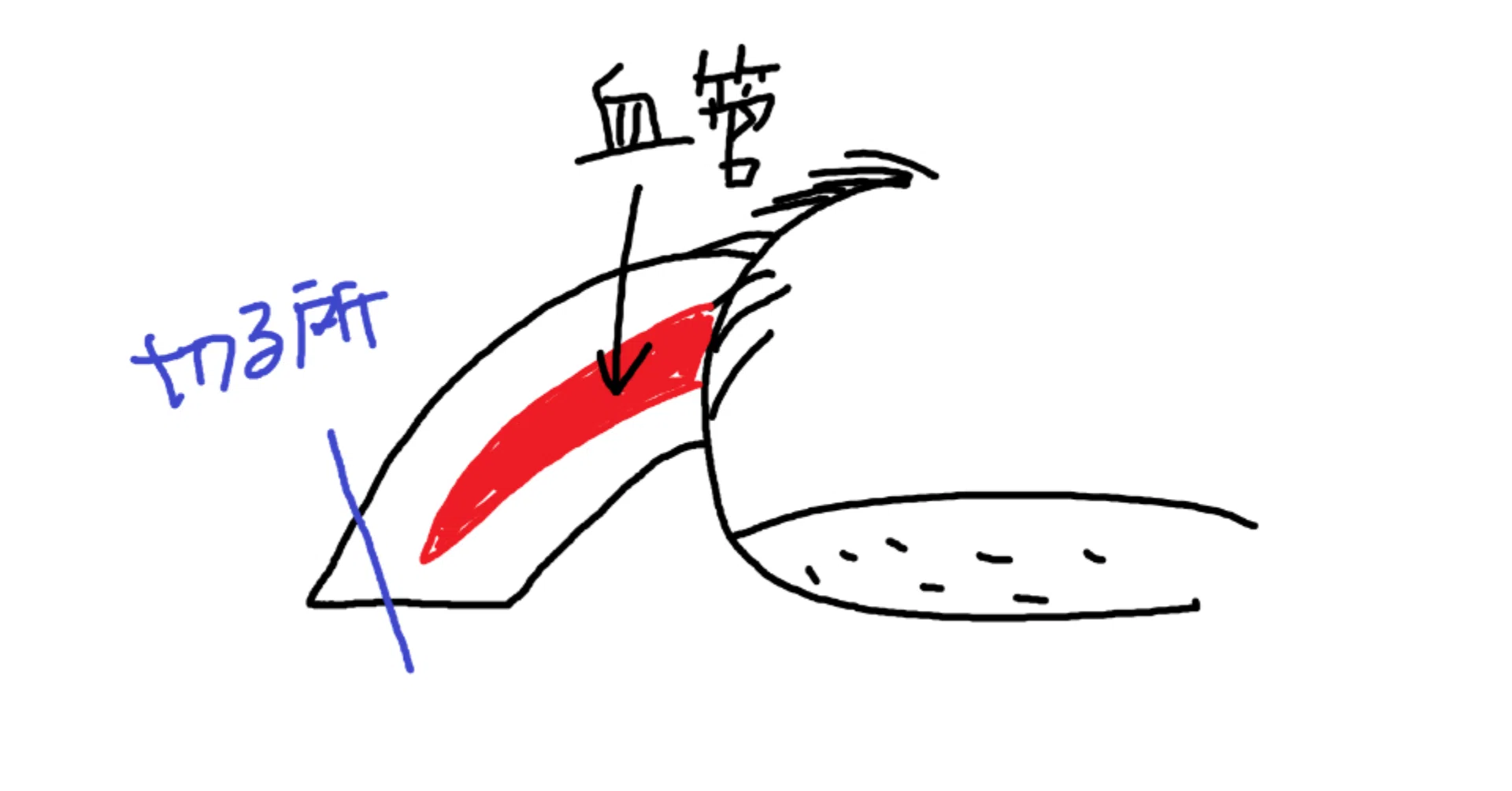 犬の爪の止血剤について プラクティカルグルーミング Note