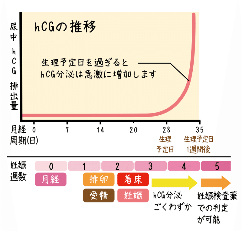 妊娠検査薬って はる Note