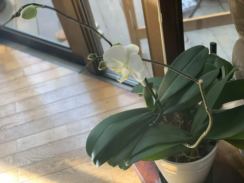 胡蝶蘭が咲き終わったら Hummingbird Note