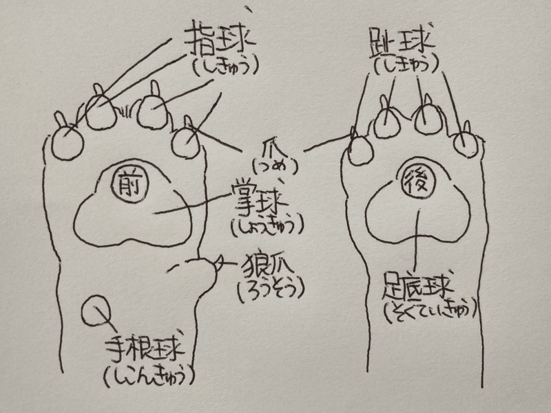 犬の豆知識 肉球 編 だいな えでぃ Note 犬の豆知識 肉球 編 だいな えでぃ Note