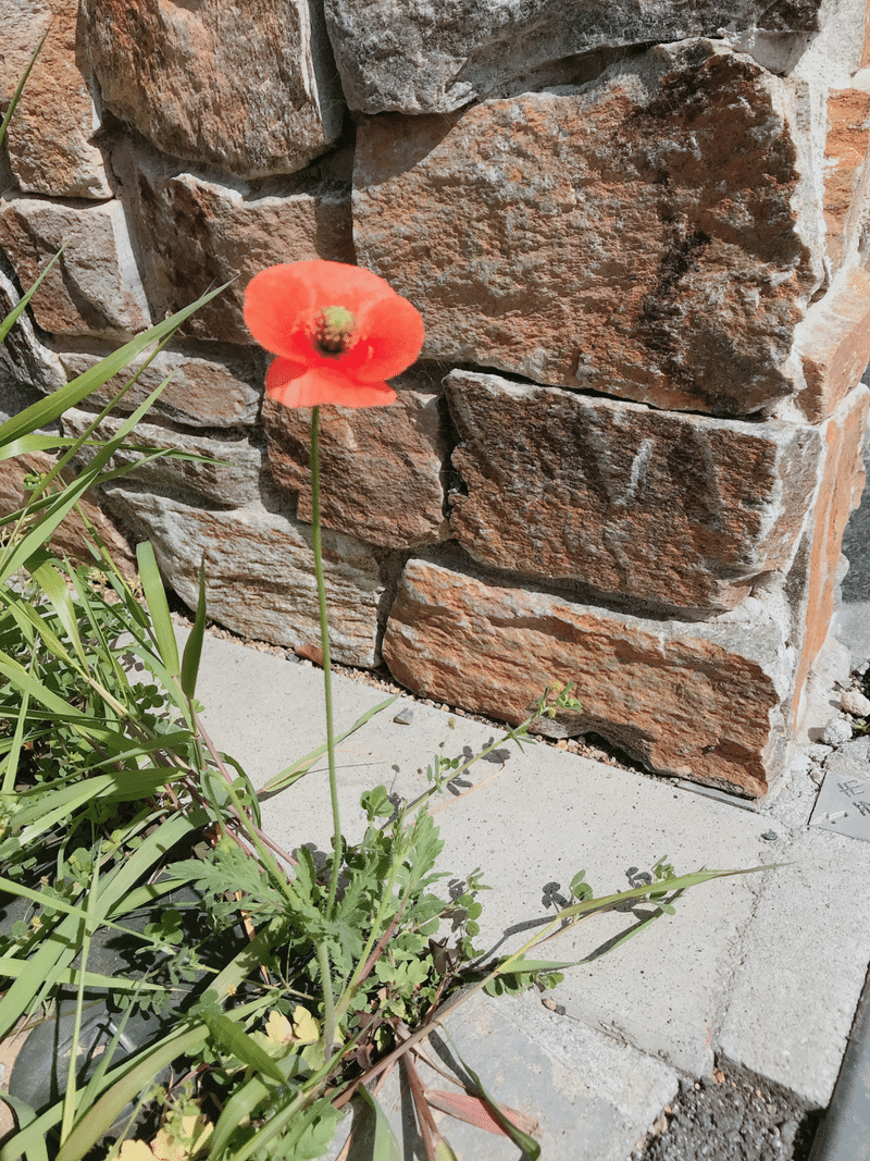 天気よすぎるお花に癒される日向ぼっこ Rina Note