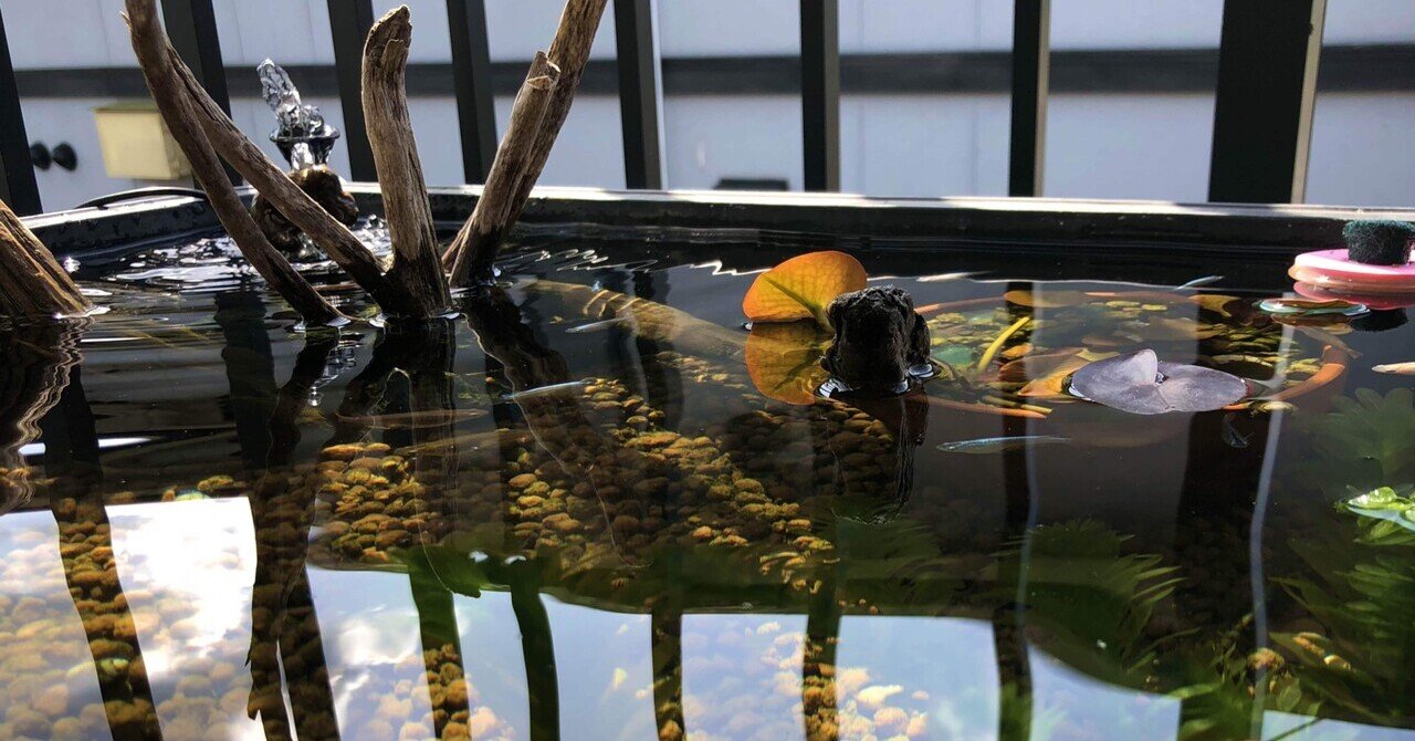 ソーラーポンプ導入 ビオトープ観察日記 6 かずおか Note ソーラーポンプ導入 ビオトープ観察日記 6 かずおか Note