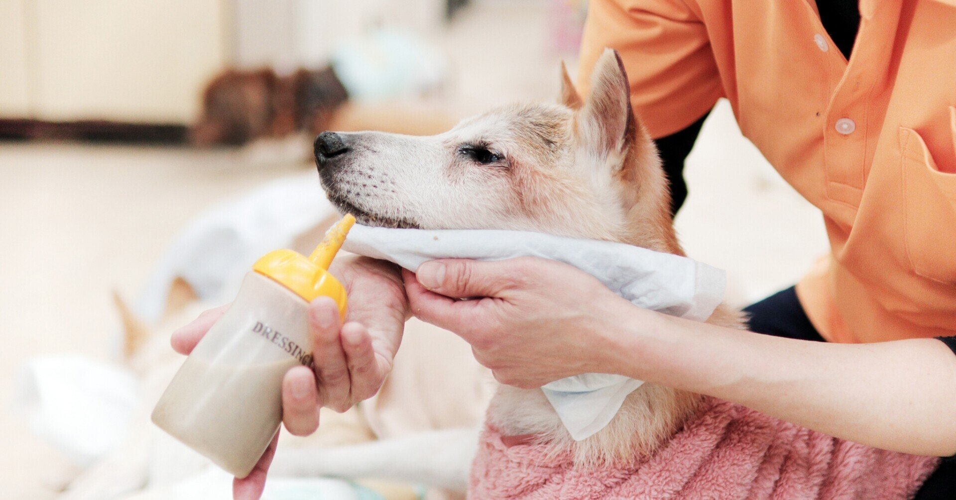 老犬ホームは愛犬を手放す場所ではない From 柴犬ライフ Kkベストセラーズ 老犬ホームは愛犬を手放す場所ではない From 柴犬ライフ Kkベストセラーズ