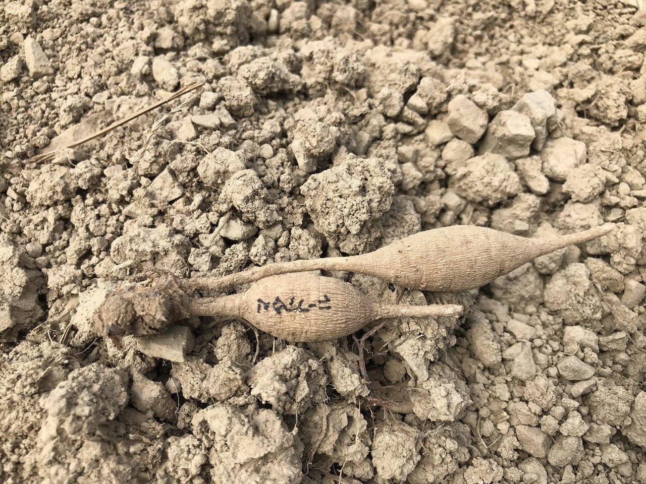 7 分球 沢田朋輝 Note 7 分球 沢田朋輝 Note