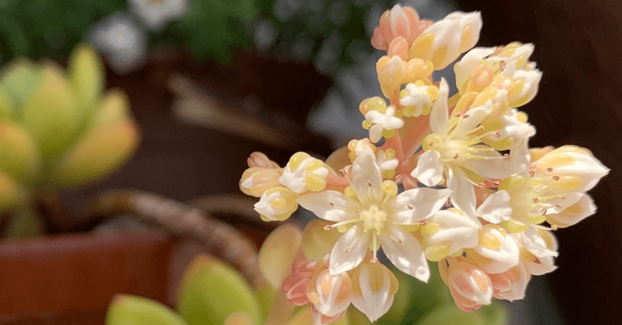 マートルの苗を買いました Momoe Note マートルの苗を買いました Momoe Note