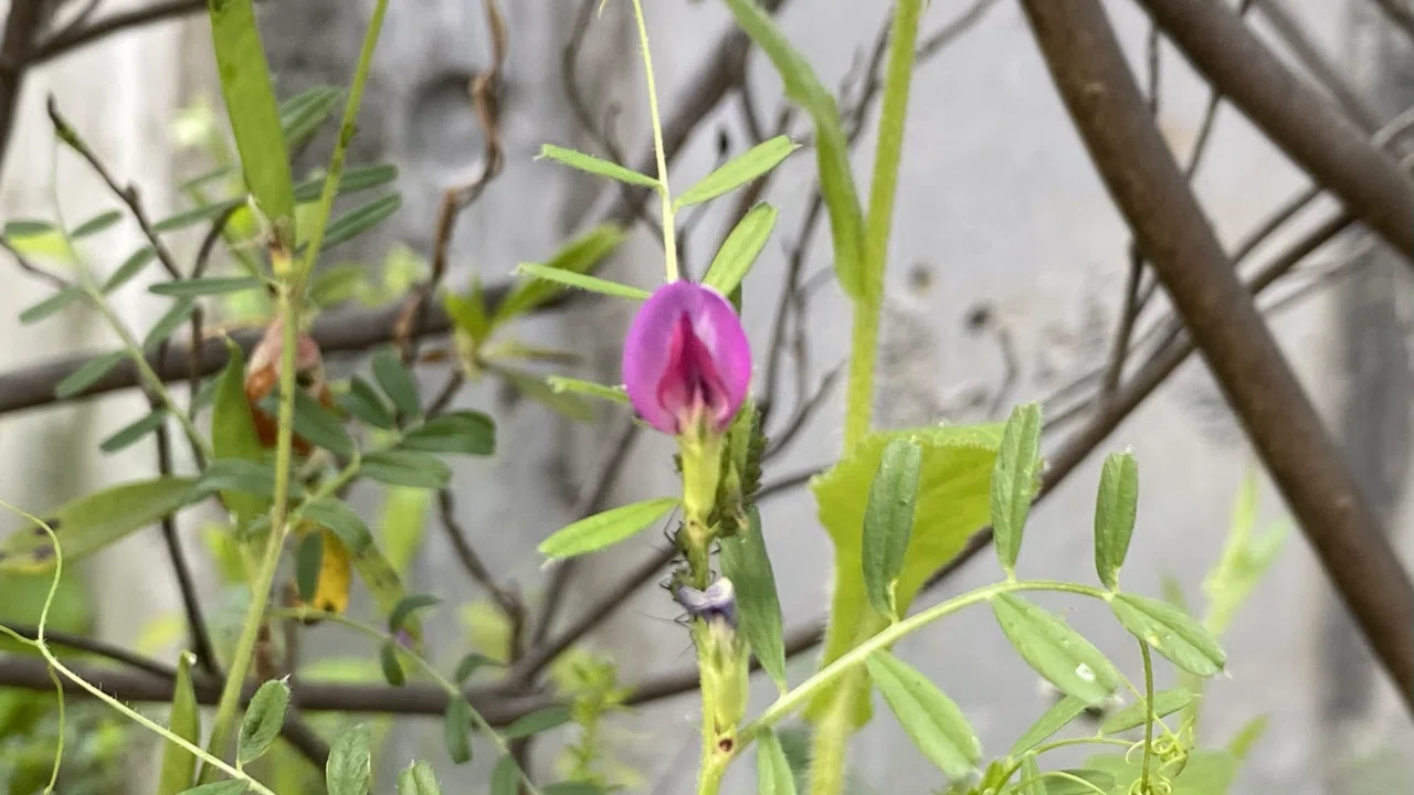 今日の気になる山野草花19 カラスノエンドウ Zzzkeitacion Note