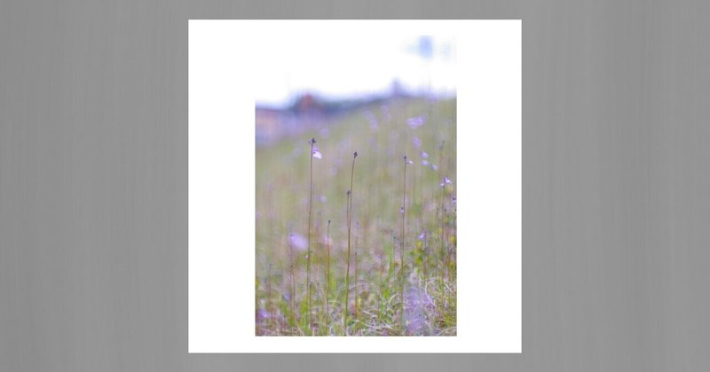 【写真】紫の花とオールドレンズ
