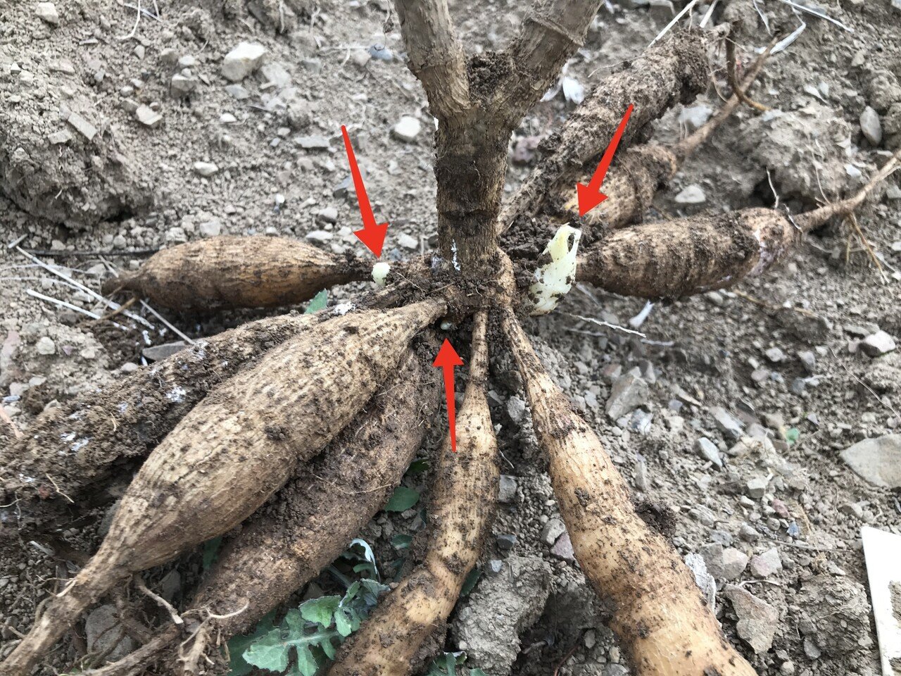 7 分球 沢田朋輝 Note 7 分球 沢田朋輝 Note