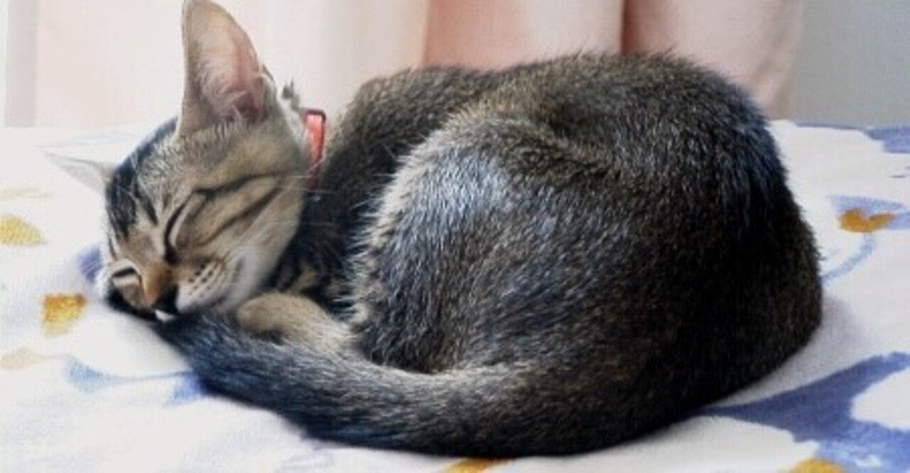 仔猫とタクシー｜にゃぱねっと♂