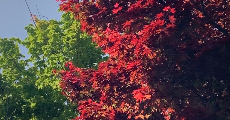 一句詠んでみました 29 花の写真 23 赤が幻想的なノムラモミジ とレッドロビンの饗宴 yoko 日常から生まれる音楽 俳句 写真etc 好きなものを集めるnote note
