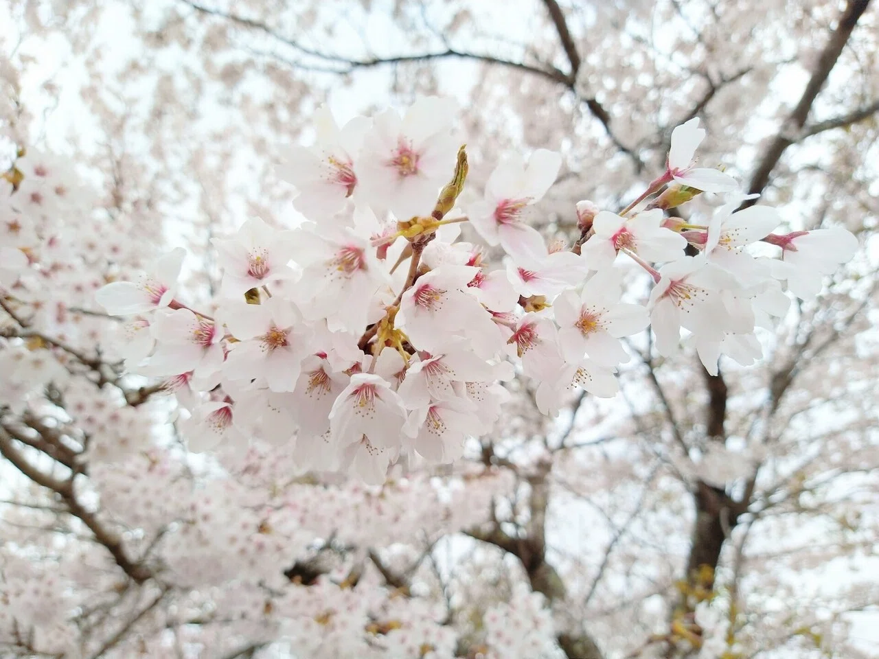 和歌 命短し花美しく Lily Note