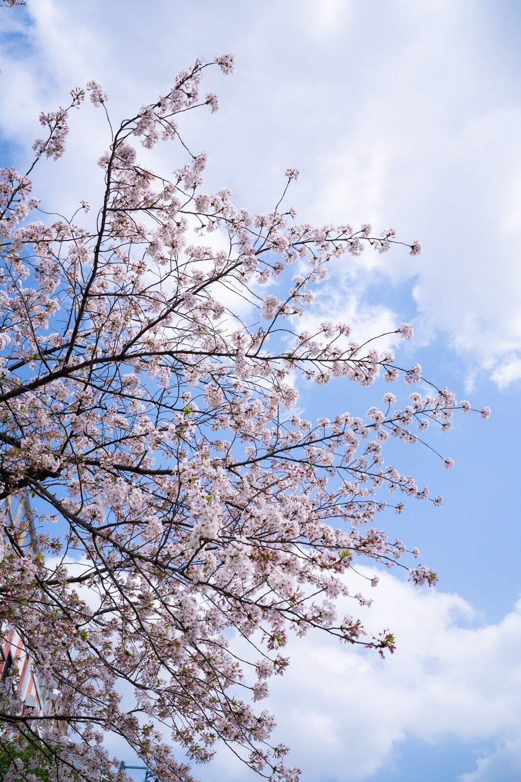 SONY FE 35mm F1.4 GM (SEL35F14GM)|よしだ SONY FE 35mm F1.4 GM (SEL35F14GM)|よしだ