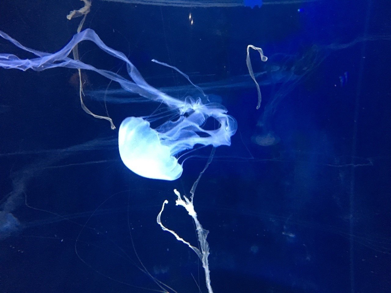 海月 あるまじろ Note 海月 あるまじろ Note