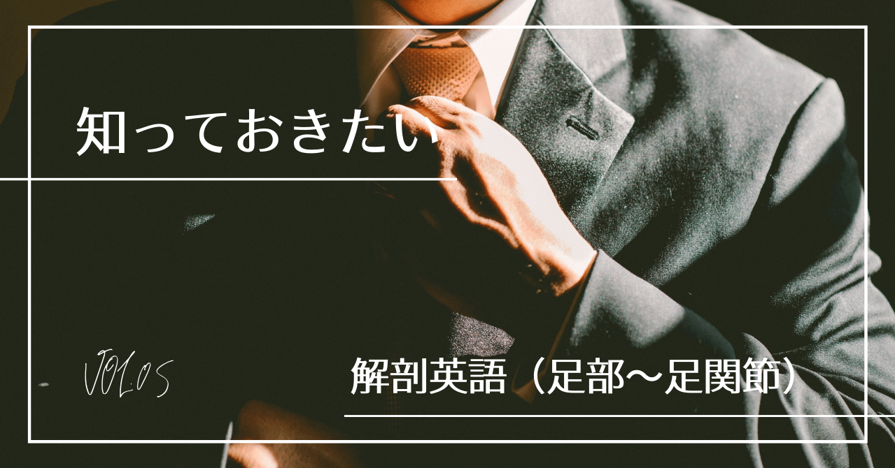 解剖学を英語で学ぶ 足部 足関節 苅田龍三 Athletic Trainer Acupuncturist Training Note 解剖学を英語で学ぶ 足部 足関節 苅田龍三 Athletic Trainer Acupuncturist Training Note