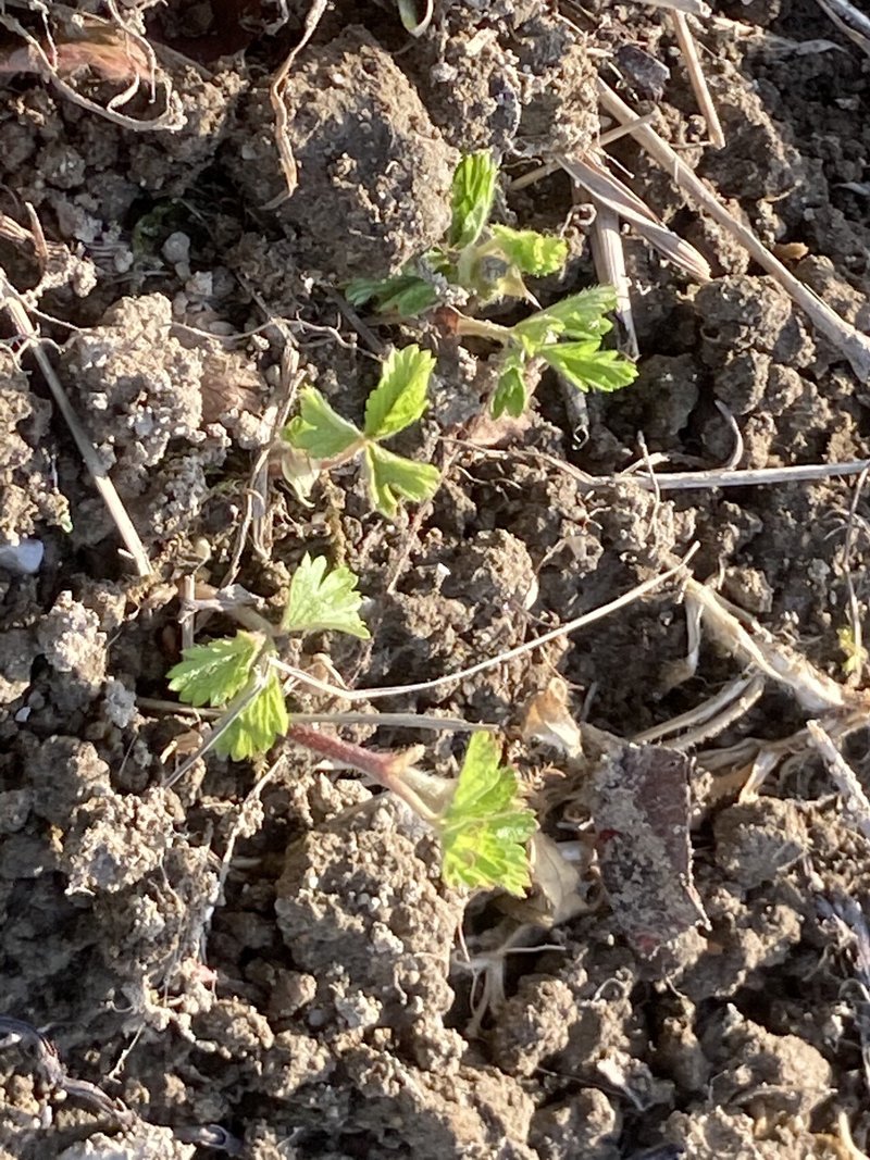 ヘビイチゴ タネハネタ Note