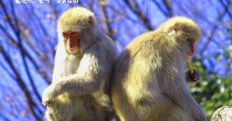 サル の新着タグ記事一覧 Note つくる つながる とどける サル の新着タグ記事一覧 Note つくる つながる とどける
