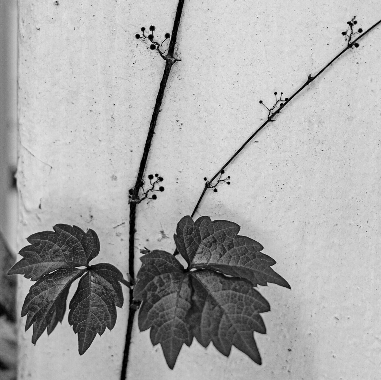 蔦の吸盤をデザインした神様は 蛙の手を考えたデザイナーと同じ人だなと思いながら おはようございます ワタナベアニ Note