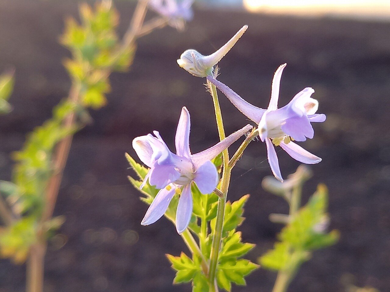 朝陽を浴びて 花たちの囁き 柘榴 Note