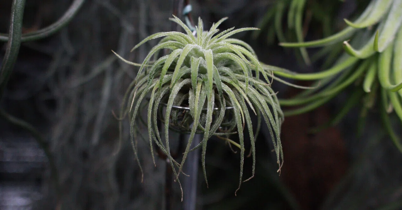 Tillandsia ionantha 