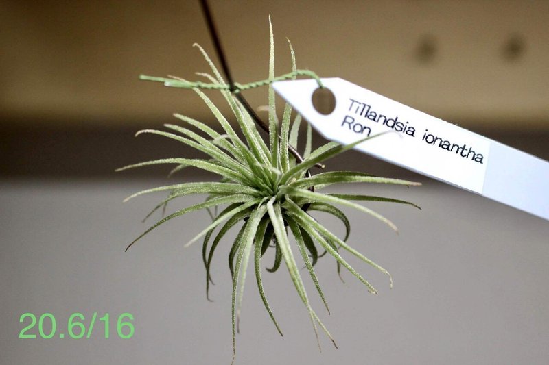 Tillandsia Ionantha Ron Rf産 モダンな動植物園 Note