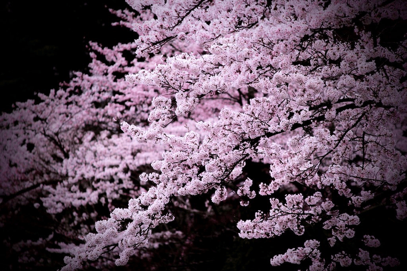 家族と楽しめる 花巻温泉は桜の名所 かぼす Stand Fm配信 Note