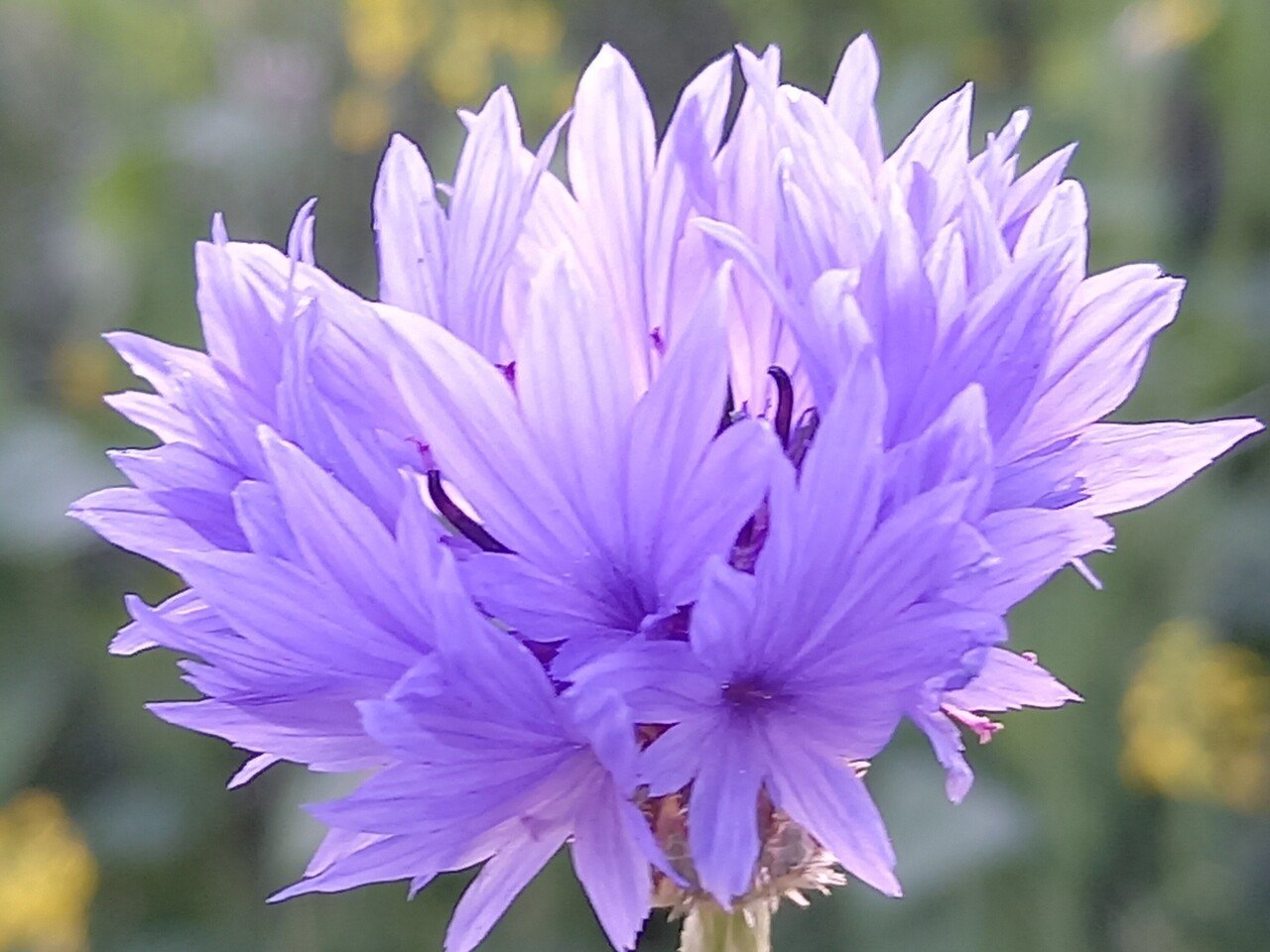 朝陽を浴びて 花たちの囁き 柘榴 Note