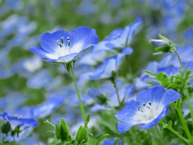 ポジティブで前向きな花 ネモフィラ 河村友紀 Note ポジティブで前向きな花 ネモフィラ 河村友紀 Note