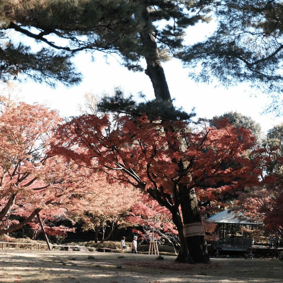 阿佐ヶ谷で四季を感じながら暮らす 桜と紅葉の美しい公園 関電不動産開発 わたしの部屋 Note