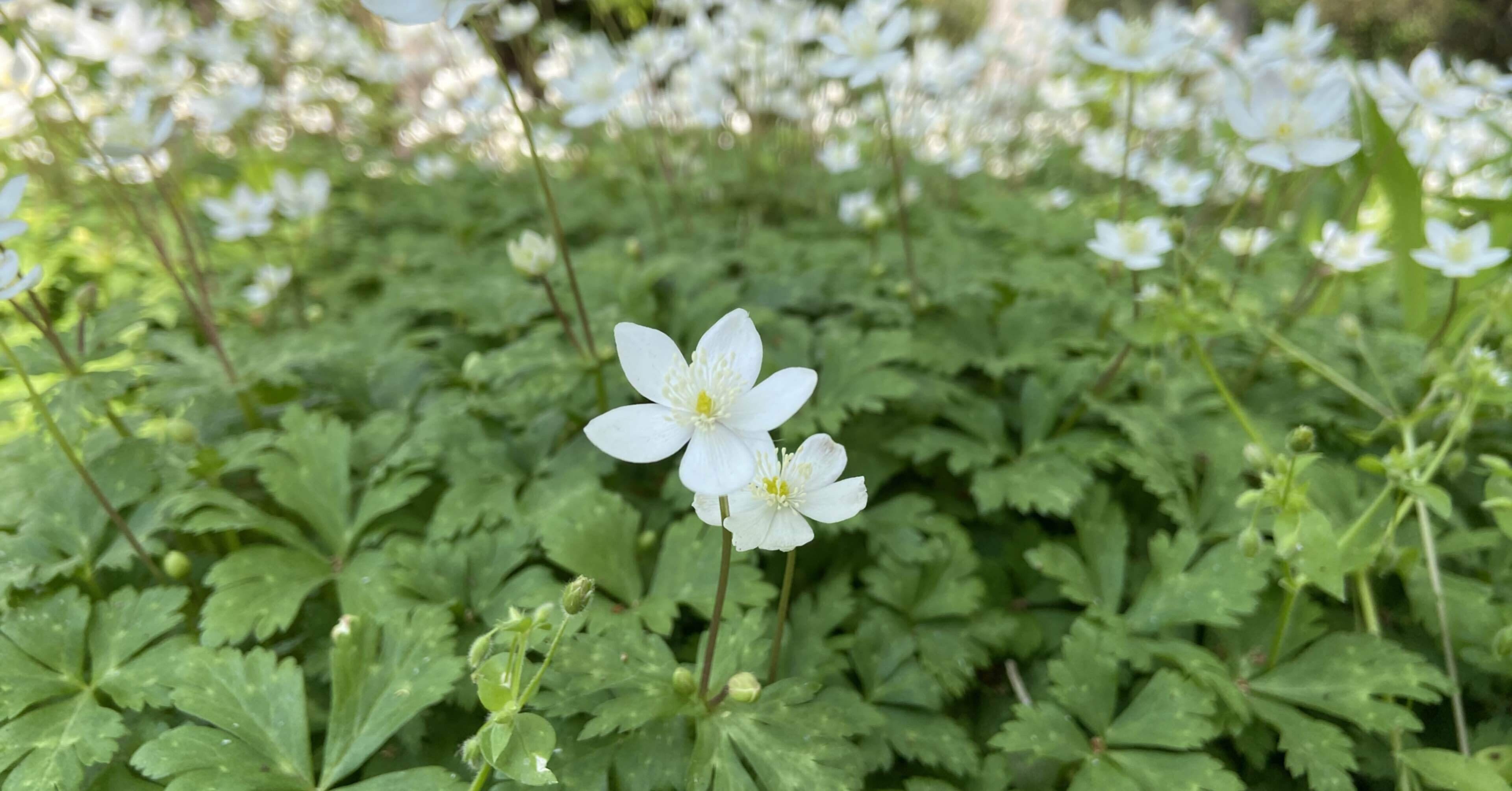 暁のヨナ スウォンはなぜあんな言動を 心理的背景 とこやま Note