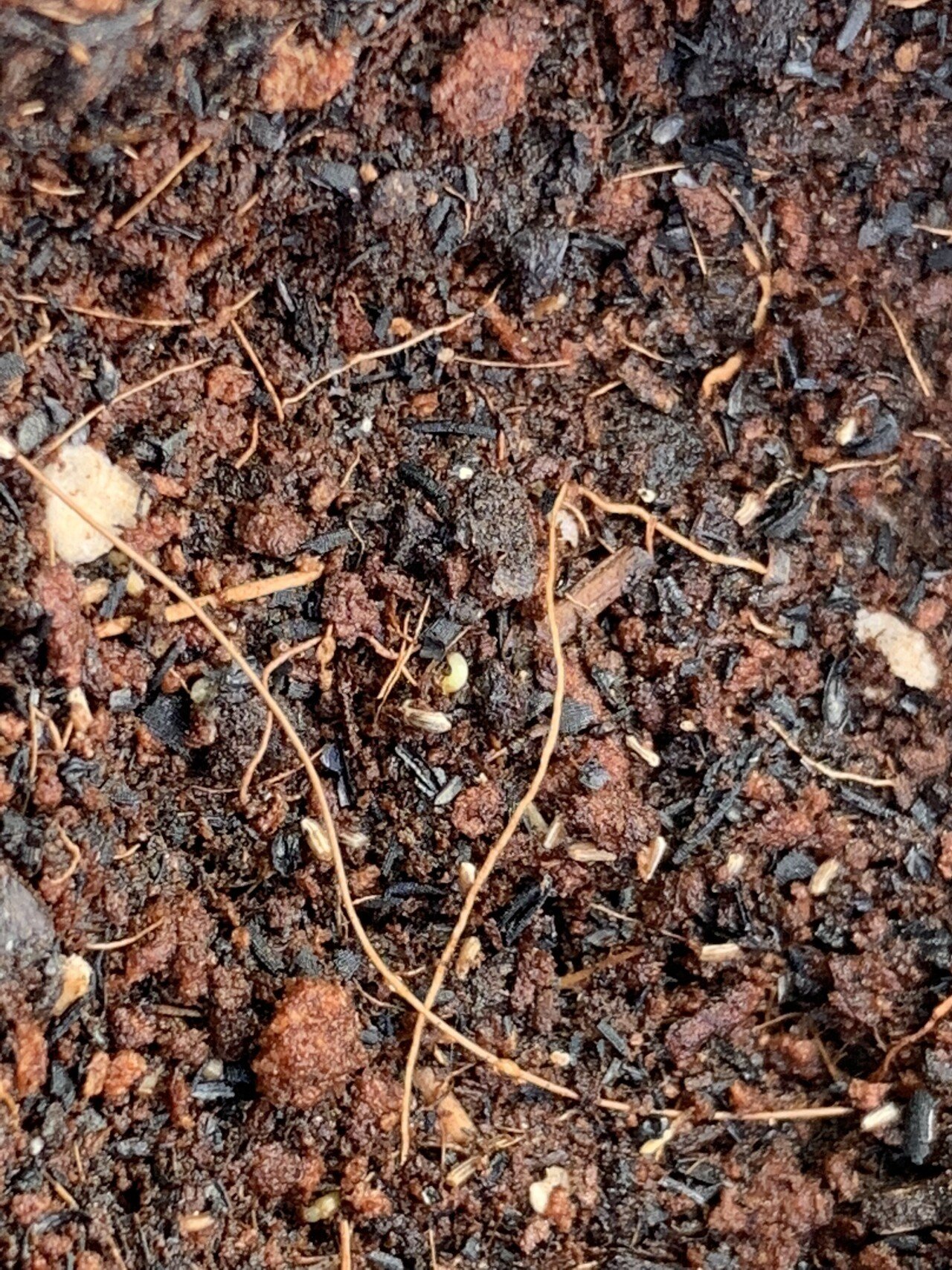 カモミールも発芽し始めてるみたい 早い発芽になるけど 一気に日光が強くなったから もしかしたらそれでいい感じに発芽 が始まったのかも ラノ Note