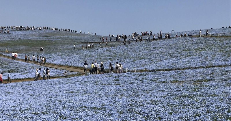 カシマスタジアム ネモフィラ 国営ひたち海浜公園 を楽しむ Yamaaaaaaaan Note カシマスタジアム ネモフィラ 国営ひたち海浜公園 を楽しむ Yamaaaaaaaan Note