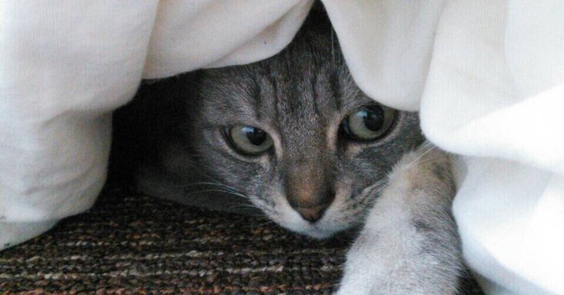 猫伝染性腹膜炎 の新着タグ記事一覧 Note つくる つながる とどける