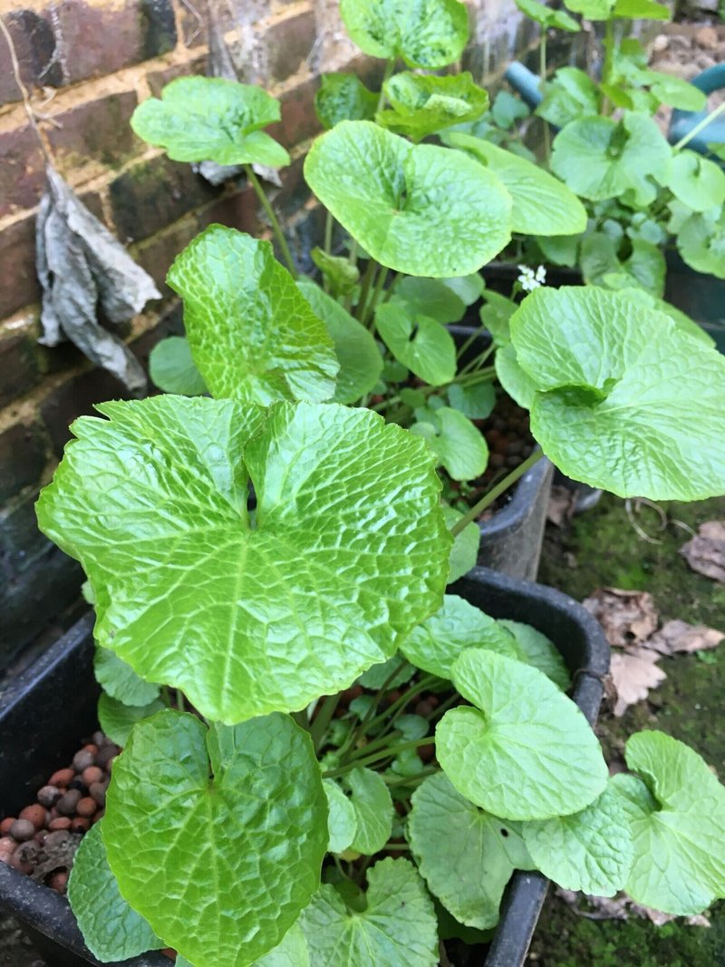 フランスでワサビ栽培 花ワサビの醤油漬け Chikako Note