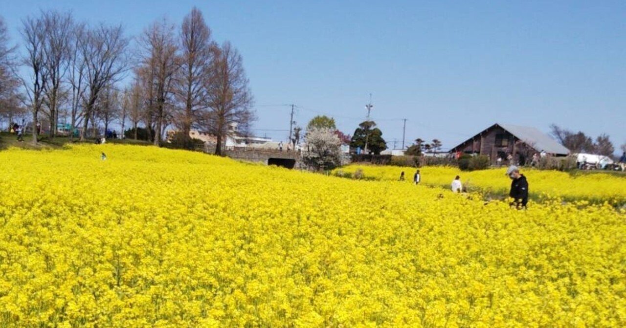 菜の花の花言葉 はなこ Note