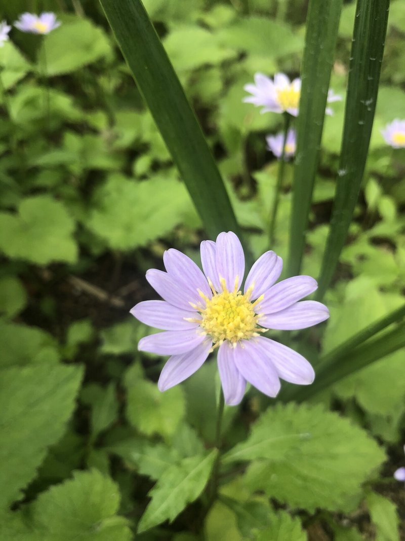 今日のハナノナ ８ トシちゃん しあわせごはんクリエイター オリジナルスープレシピが人気 心とカラダを満腹に 簡単美味しいお料理アドバイザー アクセスバーズファシリテーター 食と癒しのコラボ 参加者にミラクル続発 みんなが笑顔のごはん会 食は究極の